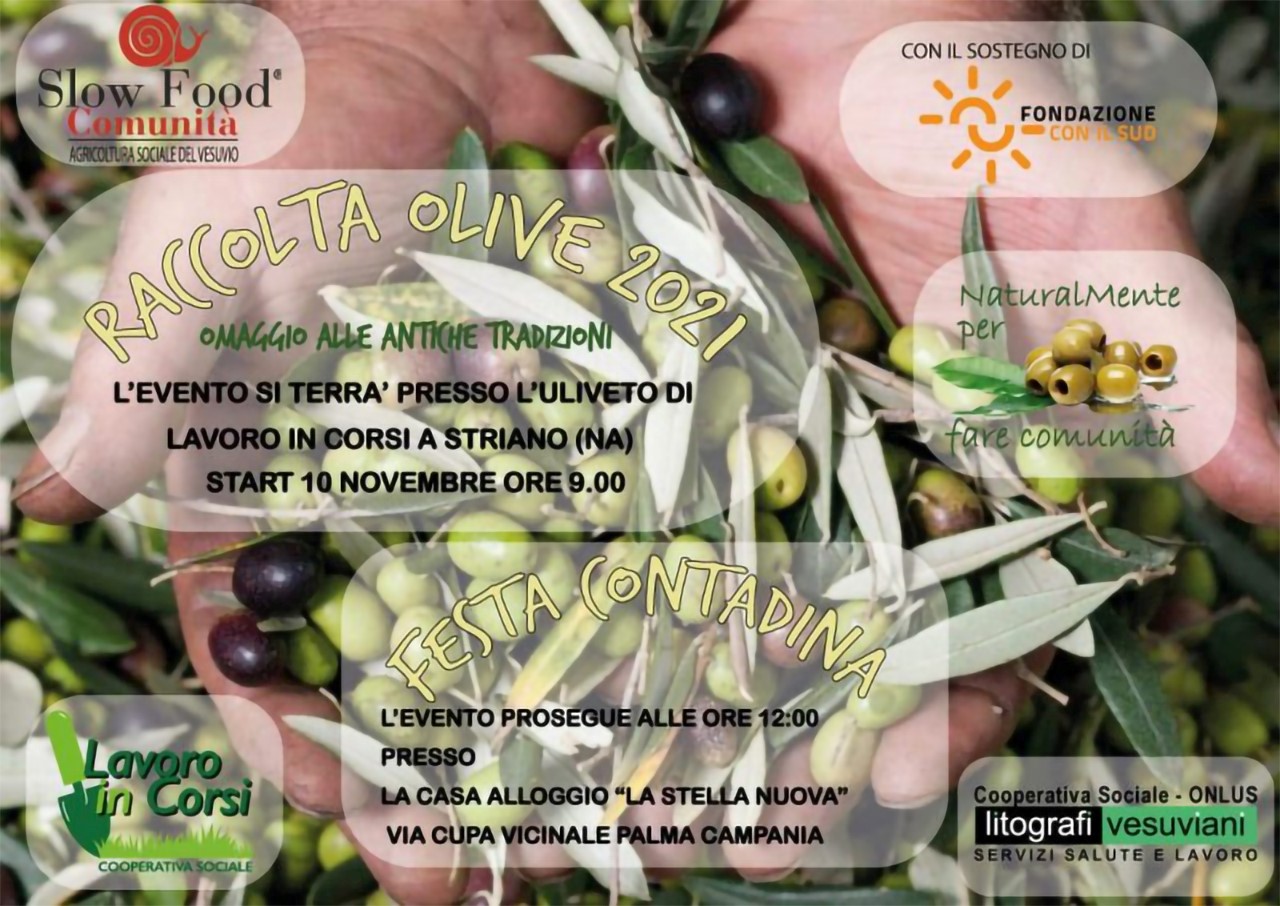 Raccolta delle Olive