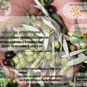 Evento: “La Raccolta delle olive” e “Festa Contadina” 10 Novembre 2021